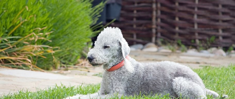 Bedlington terrier